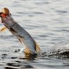 Pike Fishing Guided Tour Holiday