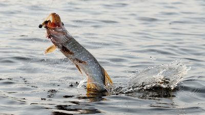 Pike Fishing Guided Tour Holiday