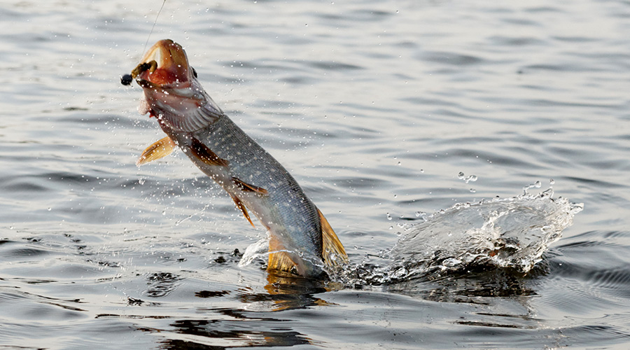 Pike Fishing Guided Tour Holiday